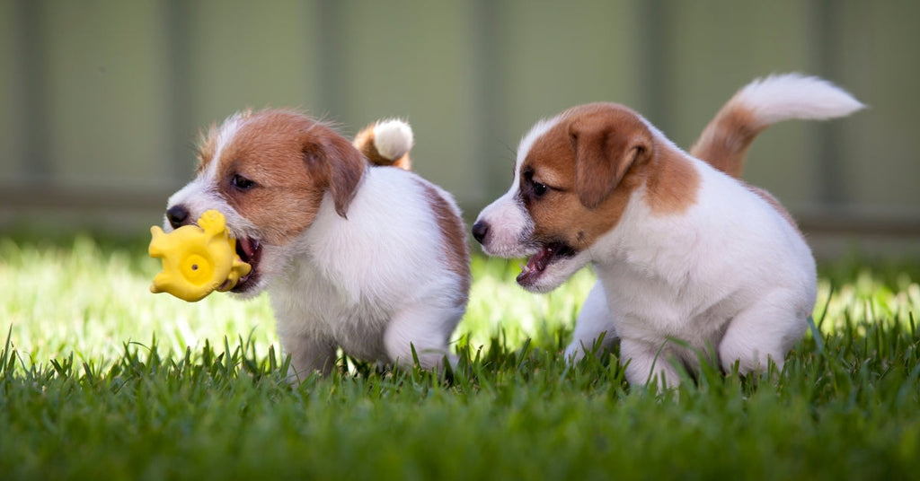 Hoeveel soorten Jack Russells zijn er? Ontdek de verschillen!