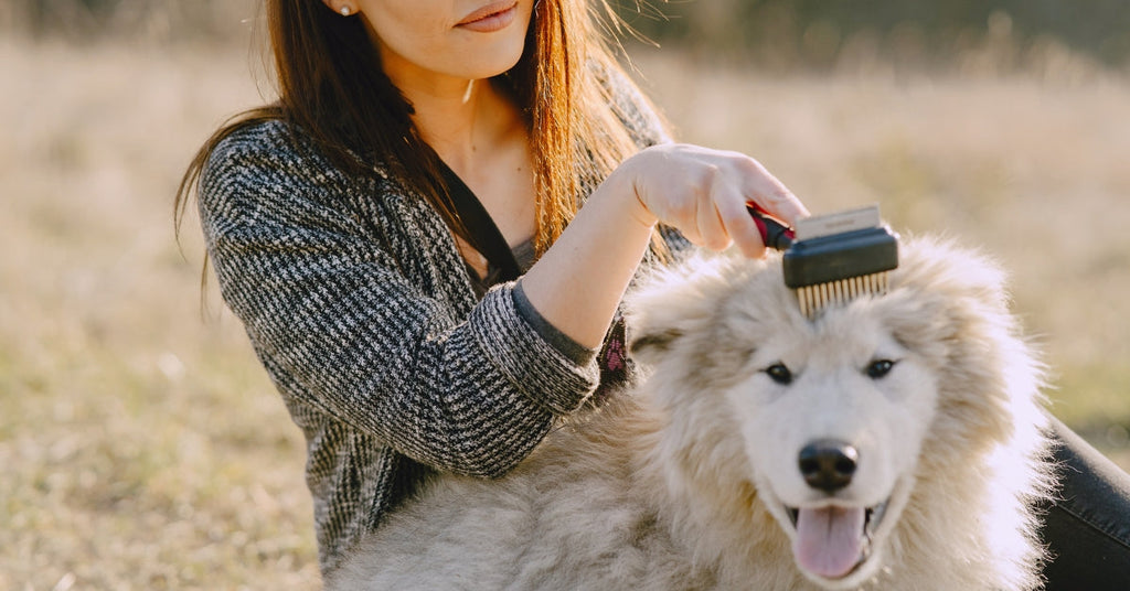 Zo verzorg je de vacht van jouw hond in de zomer