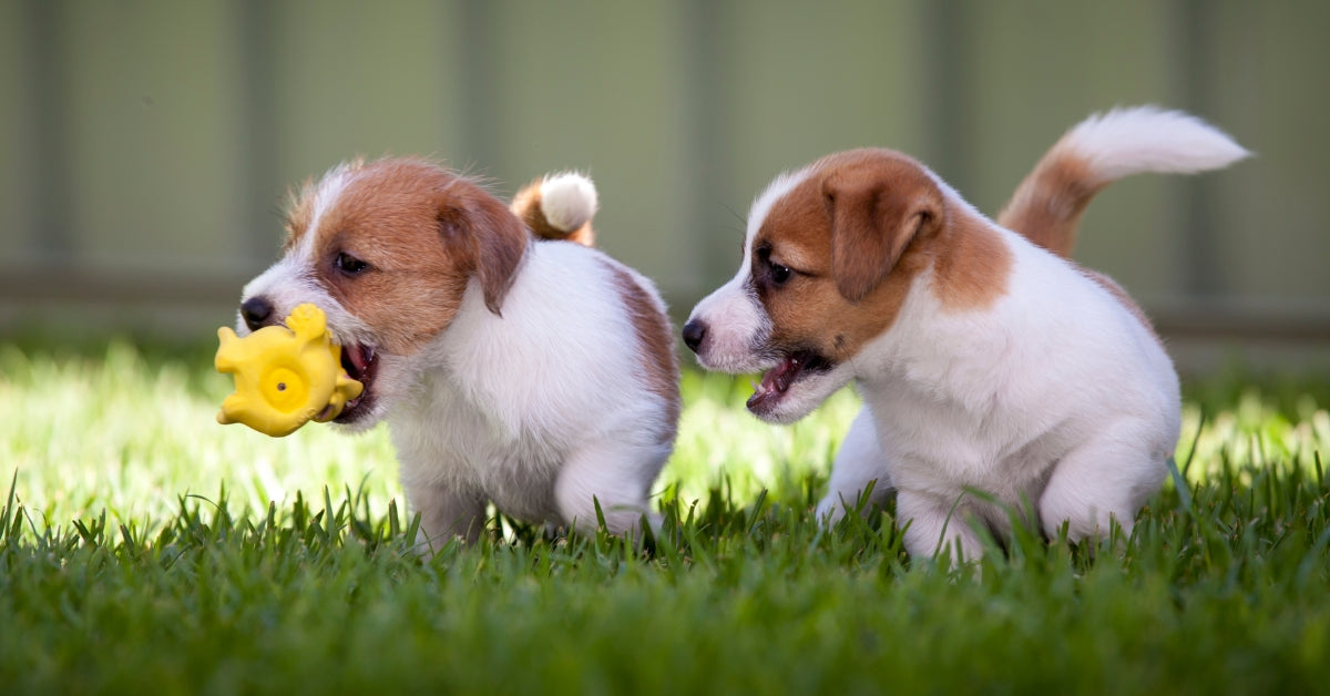Hoeveel soorten Jack Russells zijn er? Ontdek de verschillen!