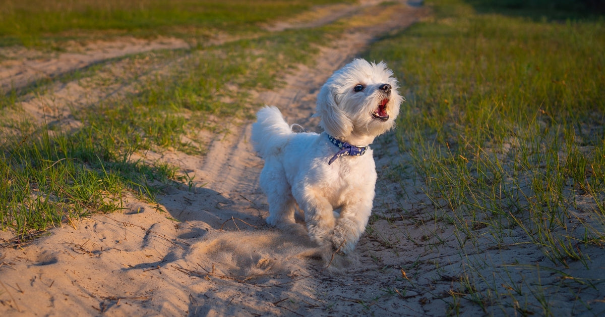 Stress bij je hond herkennen en verminderen: zo doe je dat