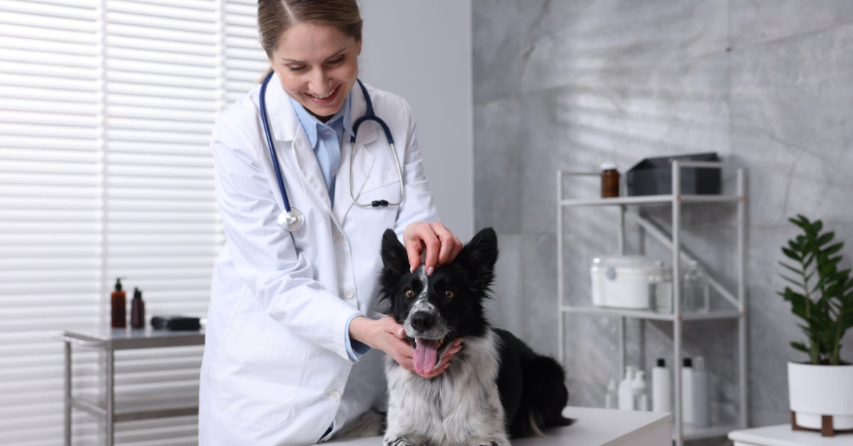 Hoe Vaak Moet Je Je Hond Ontwormen? Alles Wat Je Moet Weten