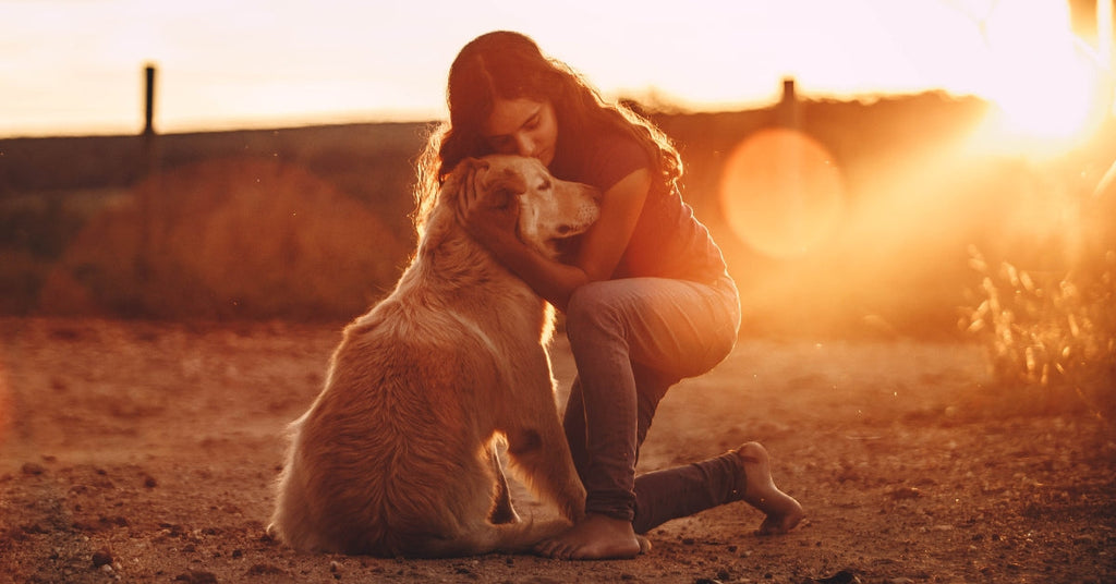 Hoeveel soorten Golden Retrievers zijn er? Ontdek de verschillen tussen deze trouwe familiehonden