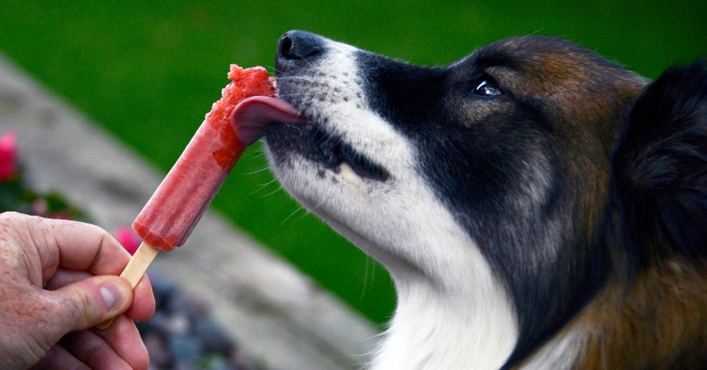 Top 5 Zomerse Hondensnacks (verfrissend & gezond)