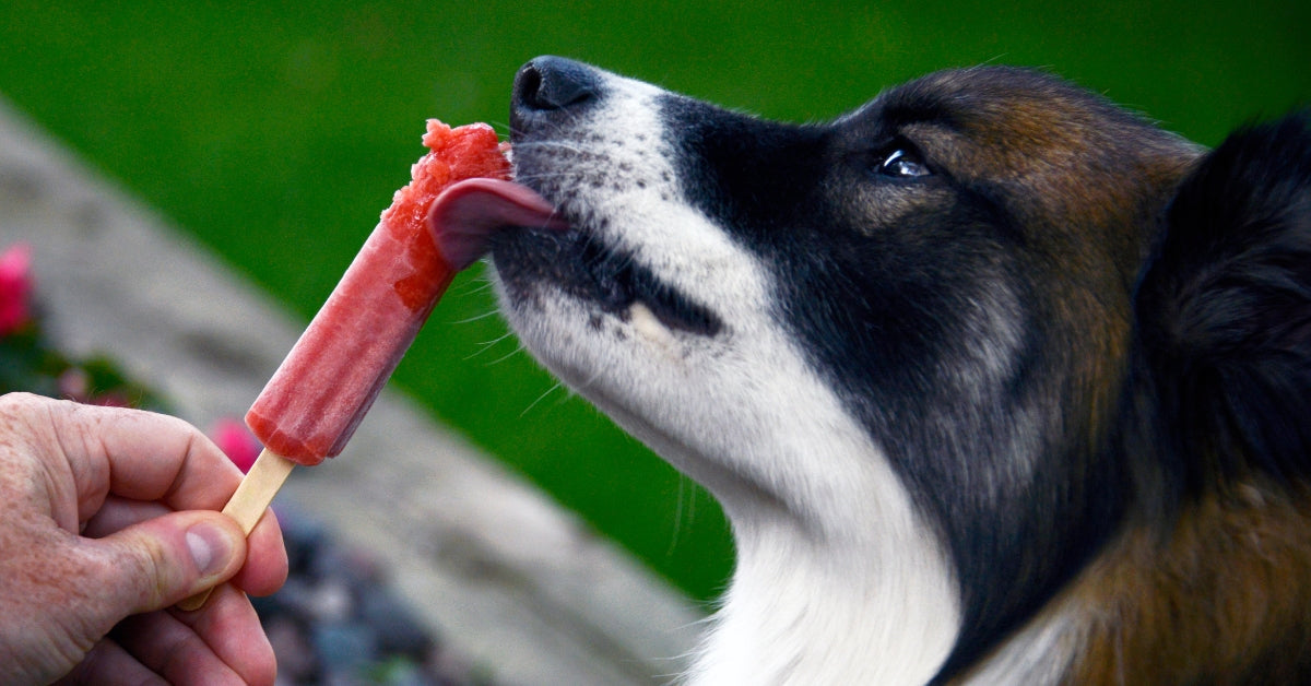 Top 5 Zomerse Hondensnacks (verfrissend & gezond)