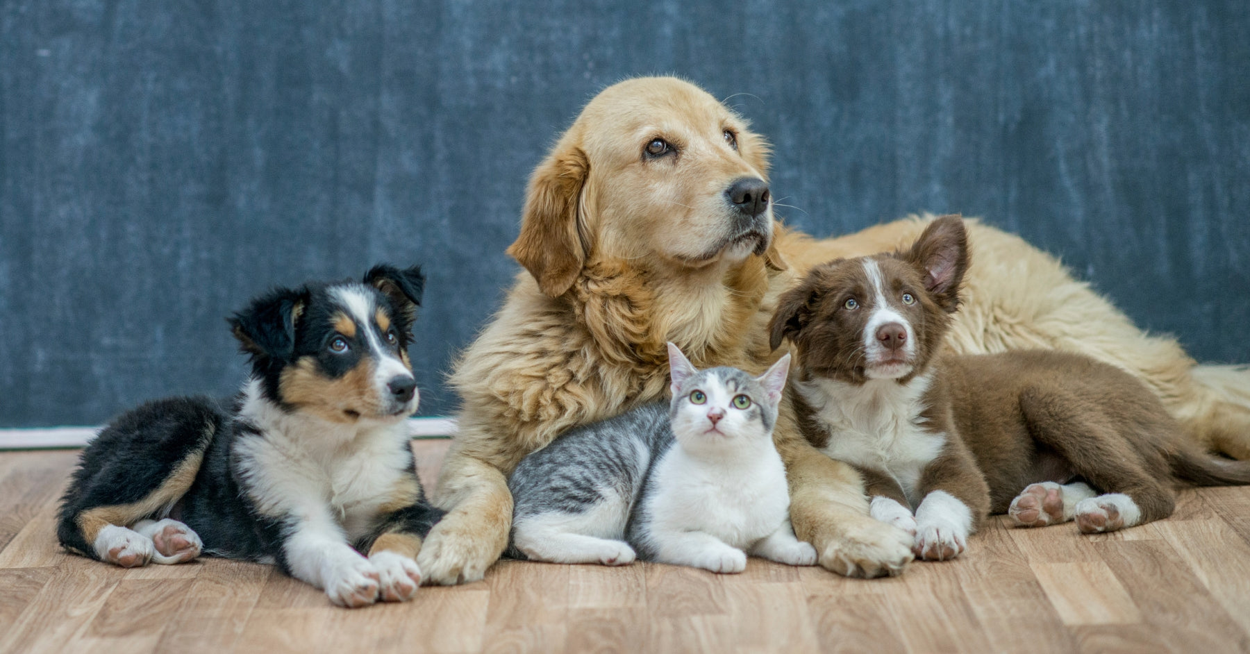 Waar staat Dierendag voor?