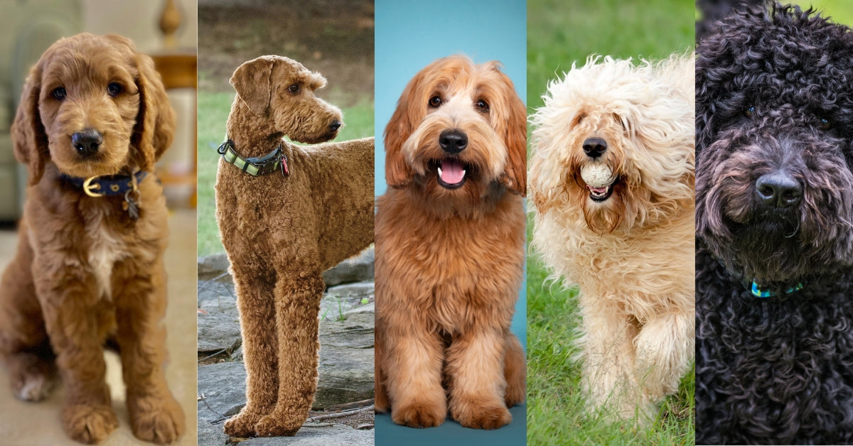 Labradoodles Vachtsoorten Sfeer foto meerdere honden