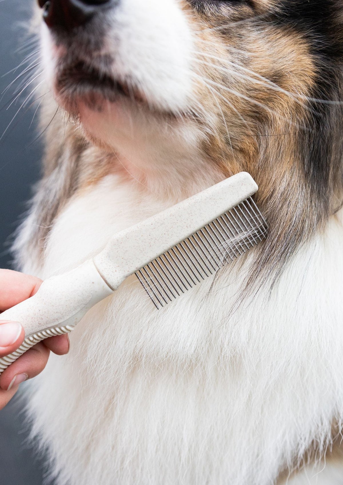 foto borstel voor keuzehulp hond