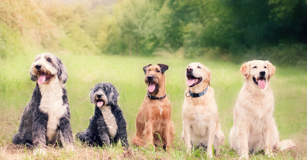 De Top 5 Populairste Hondenrassen in Nederland