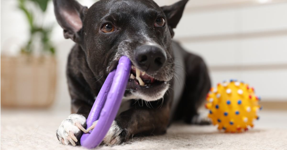 Waarom kauwt mijn hond op alles? Oorzaken én wat je eraan kunt doen