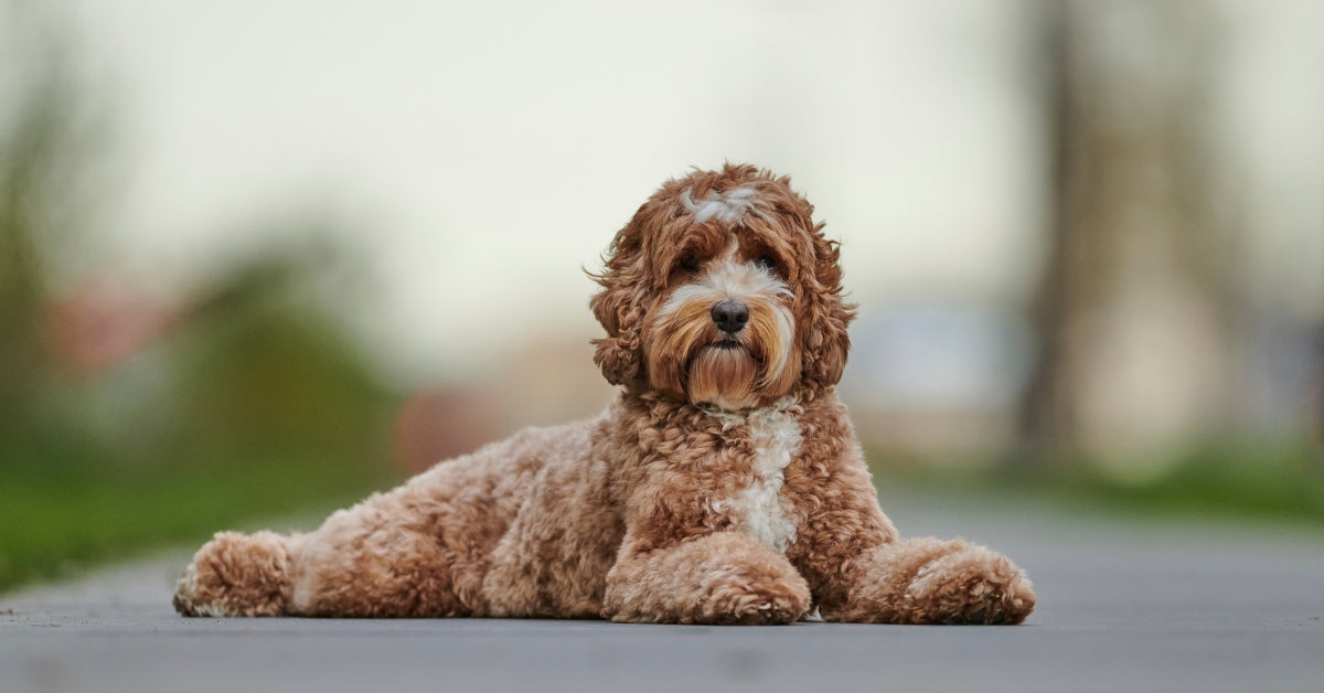 Hoeveel soorten Labradoodles zijn er? Ontdek de verschillen tussen Mini, Medium en Standard