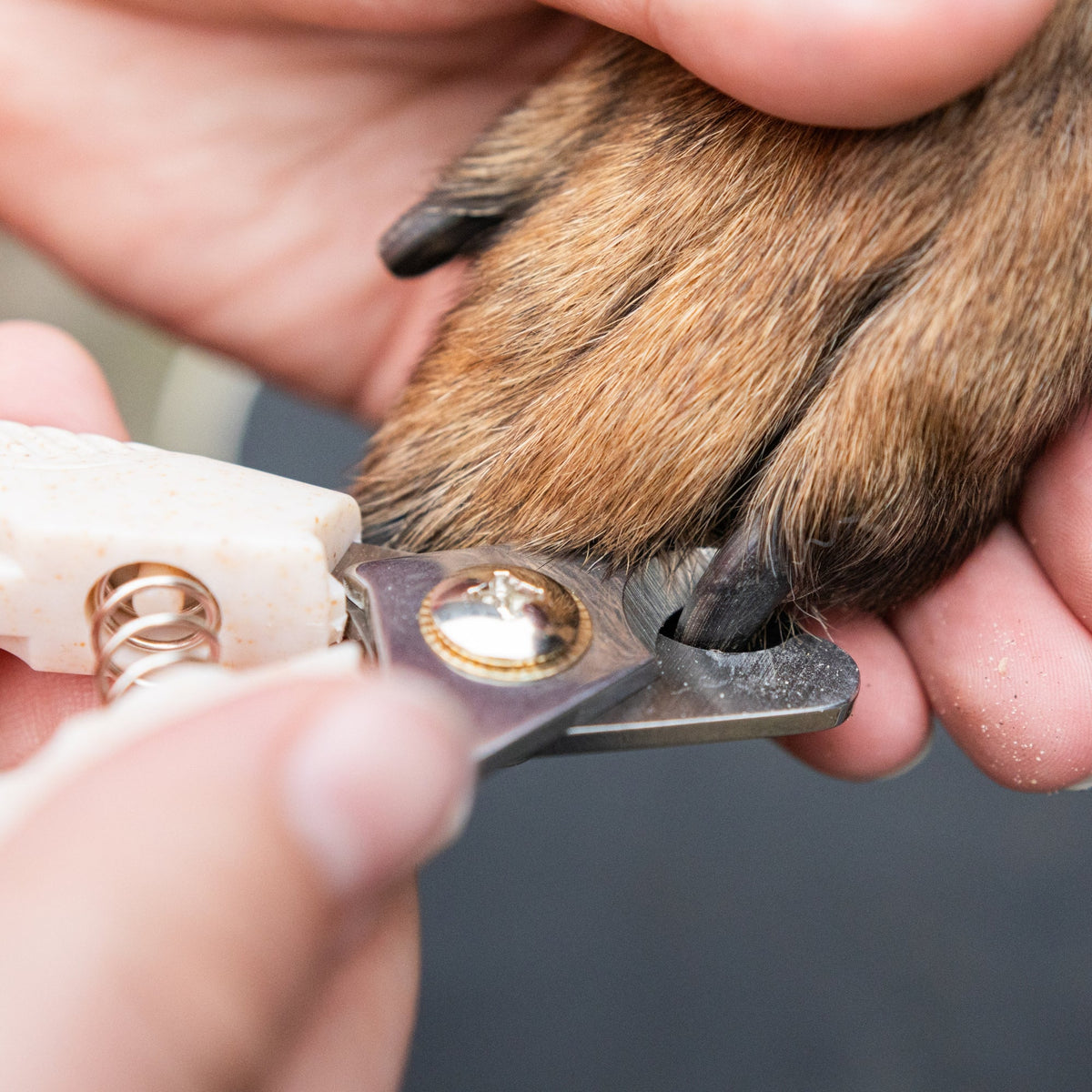 foto van nagels knippen van een hond
